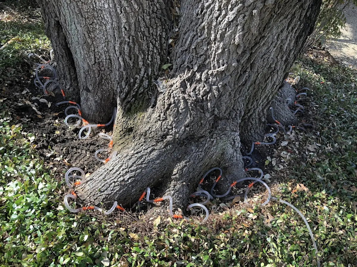 Detailed Tree Cabling and Bracing job site in Heltonville