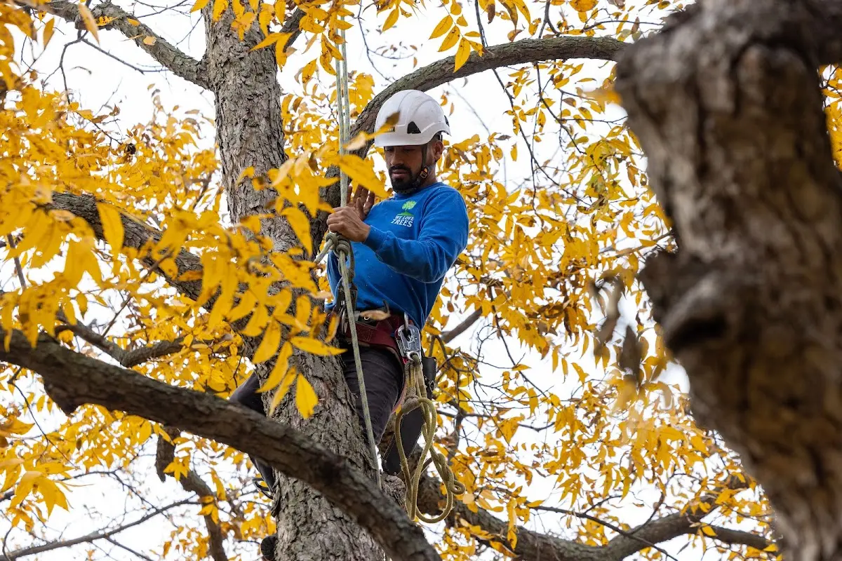 Skilled Storm Damage Cleanup crew working in Heltonville