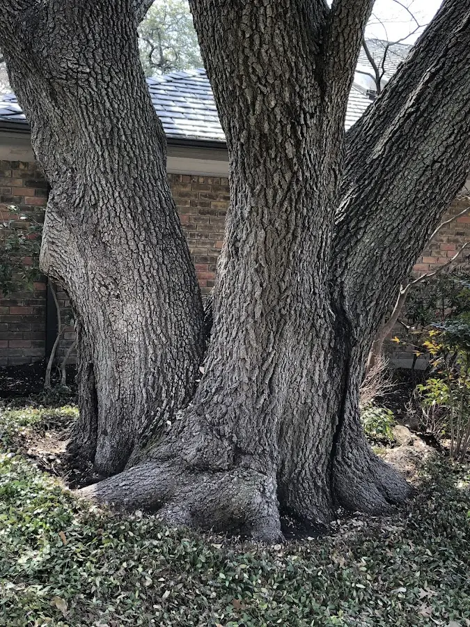 Mature heritage tree close to a Heltonville property cared for by certified arborists